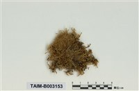 藏品(灰苔科)的圖片
